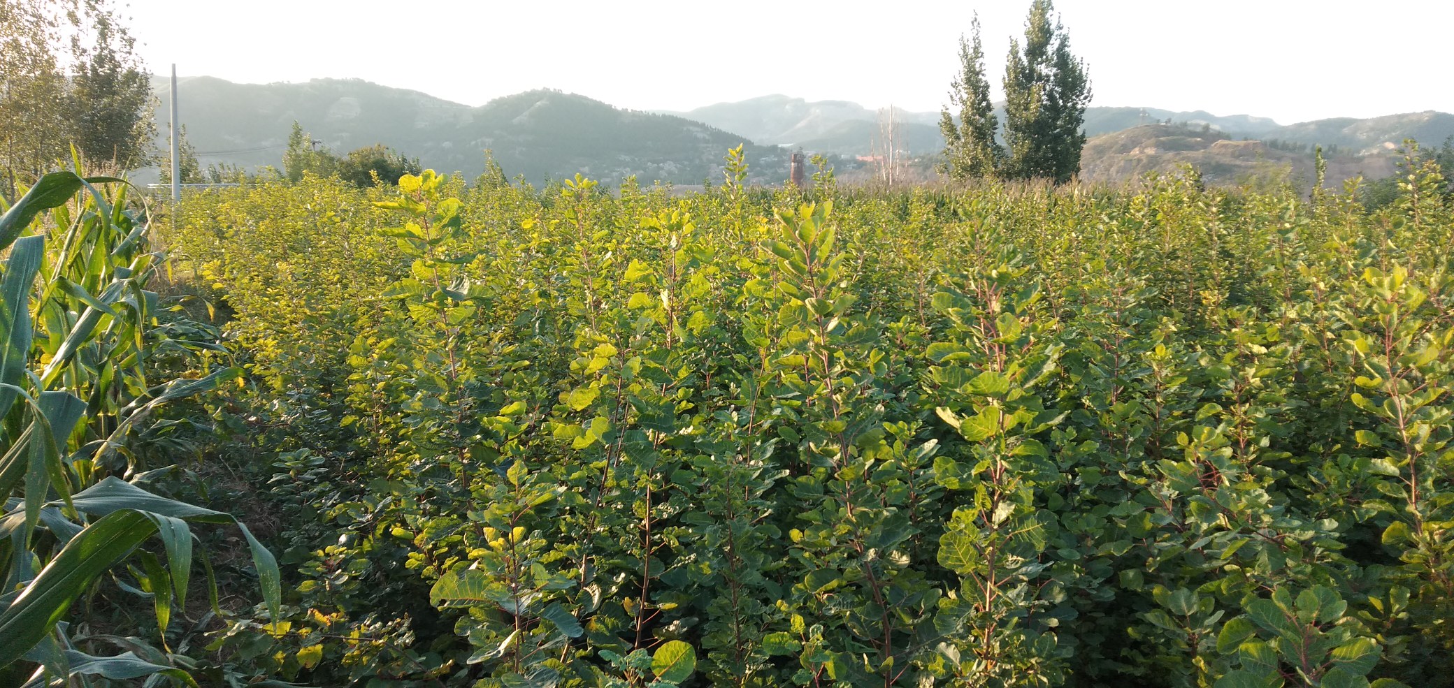 侧柏在园林中的应用
