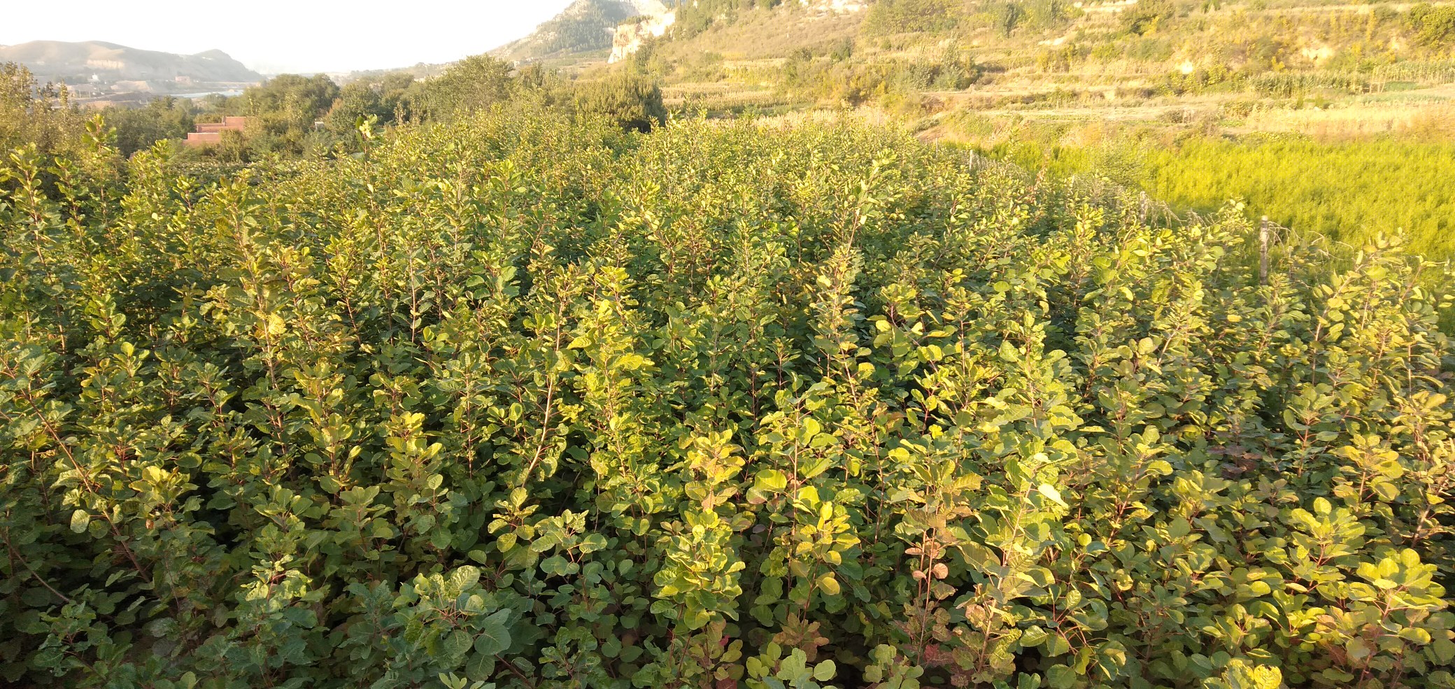 成年侧柏整株外观