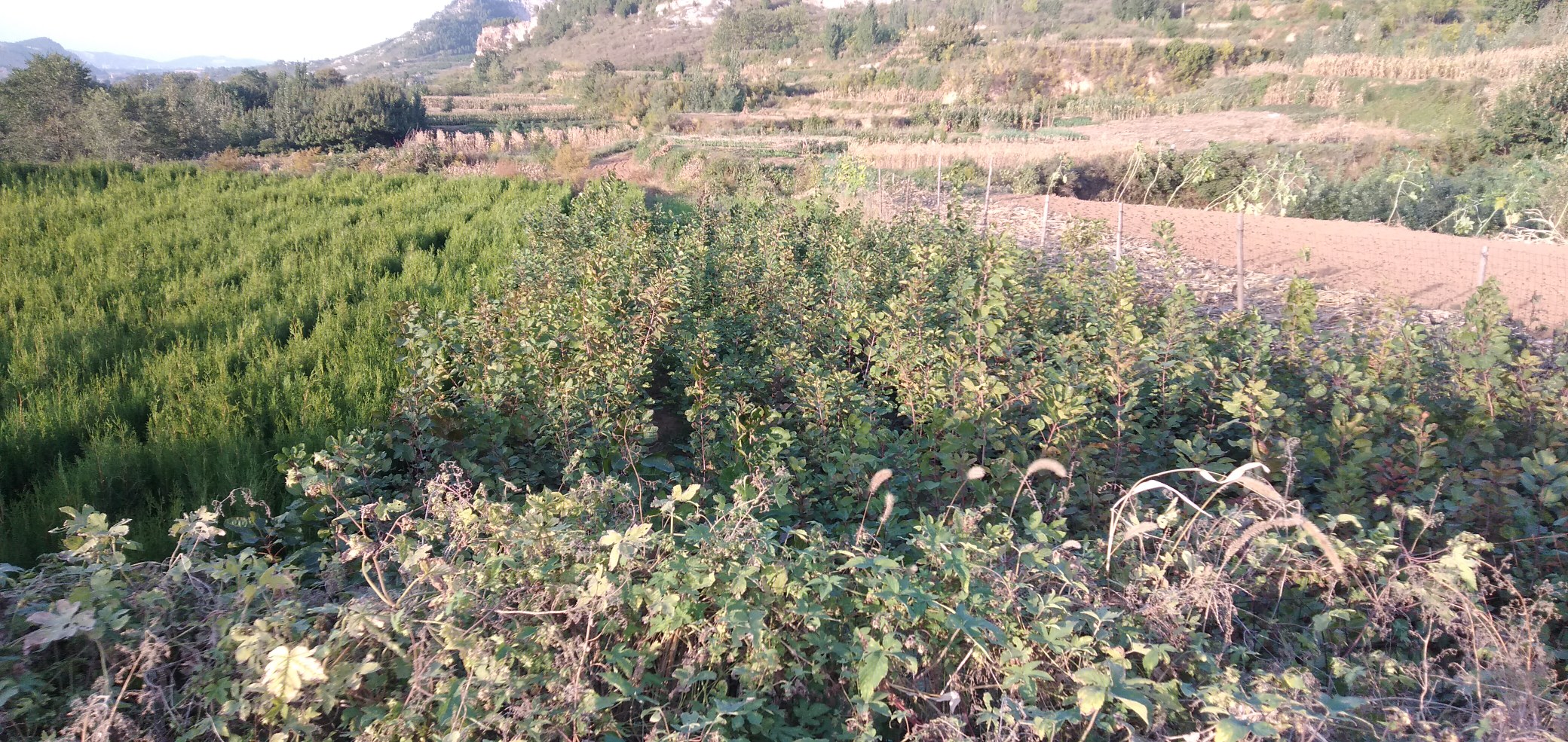 侧柏在园林景观中的应用示意图