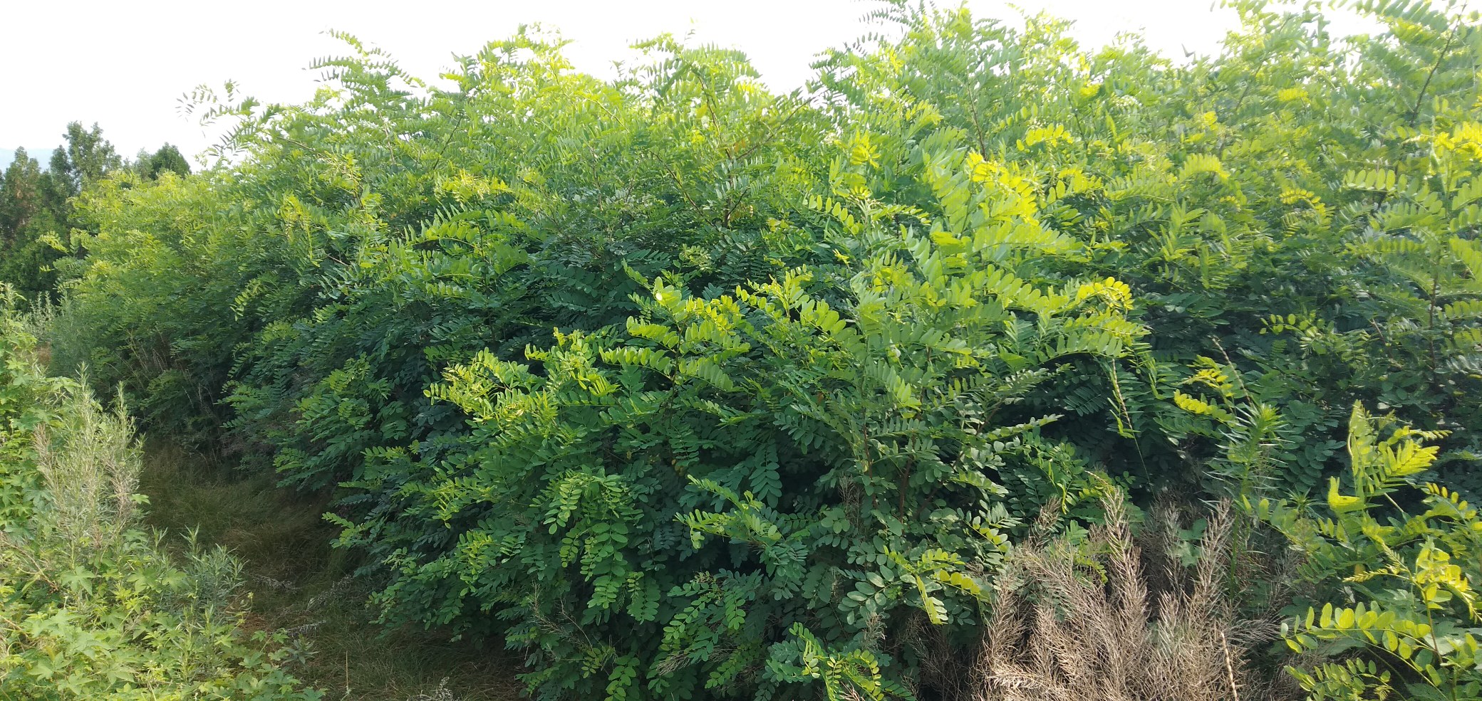 侧柏树叶与健康头皮的关系