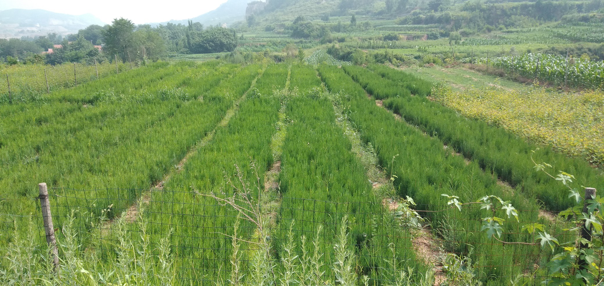 古寺庭院中的成排侧柏树木景观