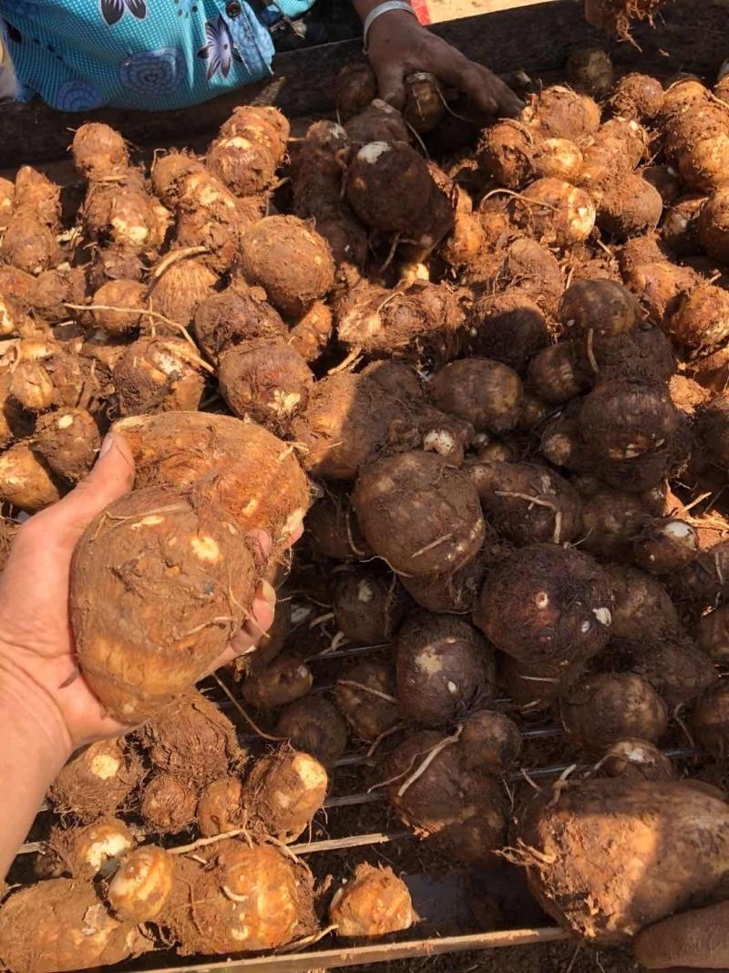 【精品】山东芋头8520，毛芋头，大量上市，大球，中球，