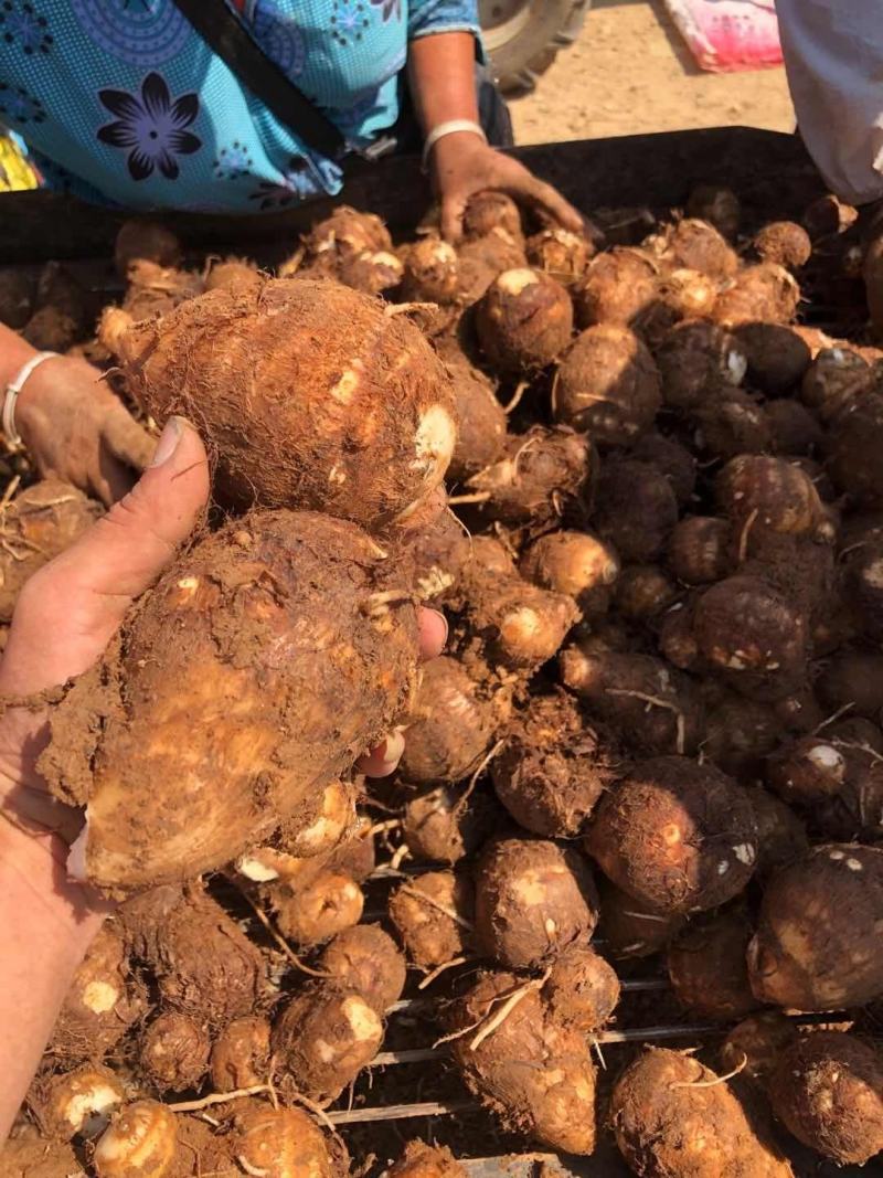 【精品】山东芋头8520，毛芋头，大量上市，大球，中球，