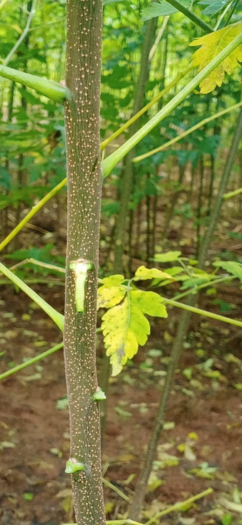 苦楝树苗速生苦楝干直根须好成活率高