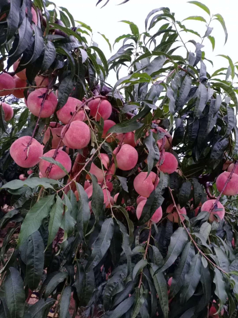 山地桃子大量上市了欢迎客户前来洽谈