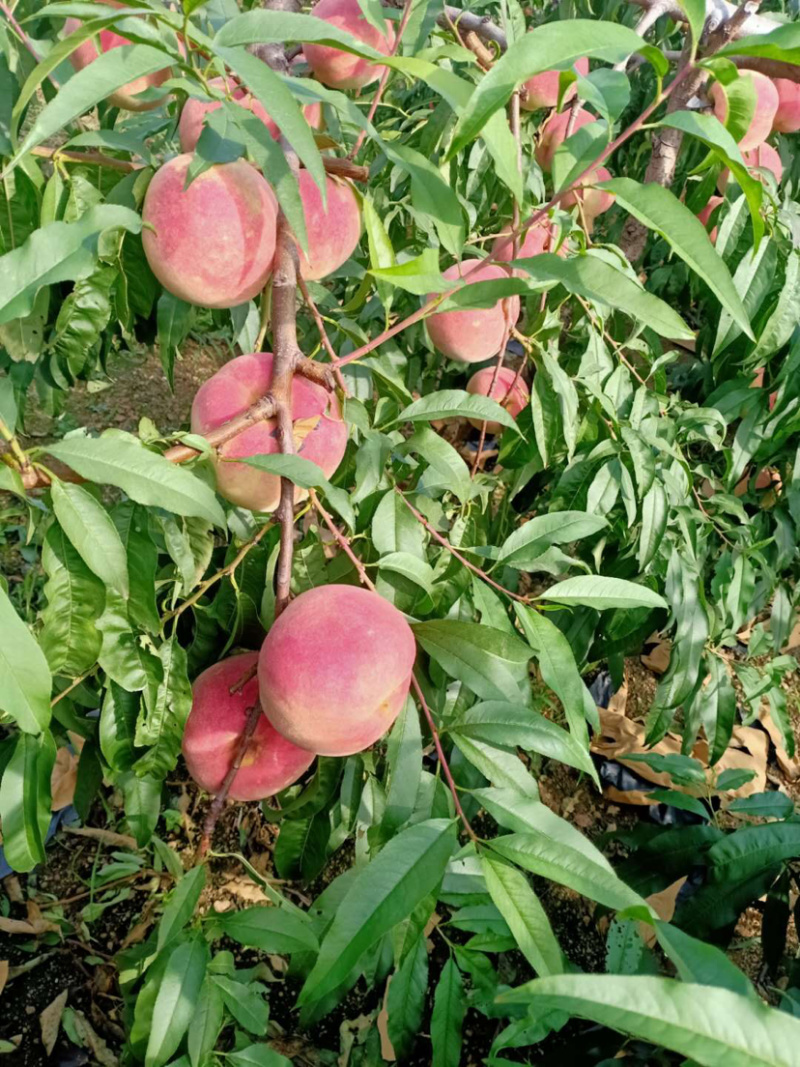 山地桃子大量上市了欢迎客户前来洽谈