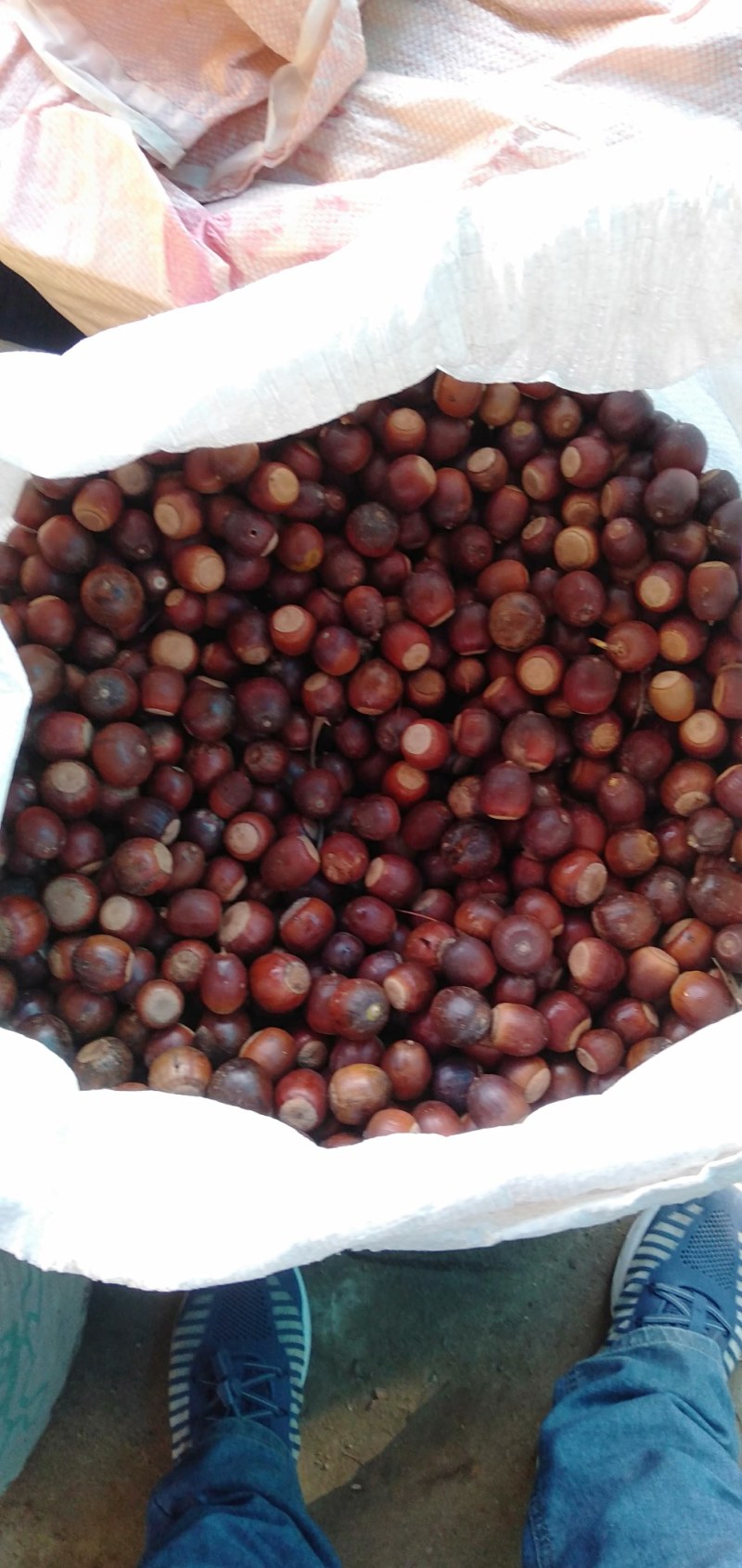 麻栎种子品种纯产地直供量大价优提供种植育苗技术