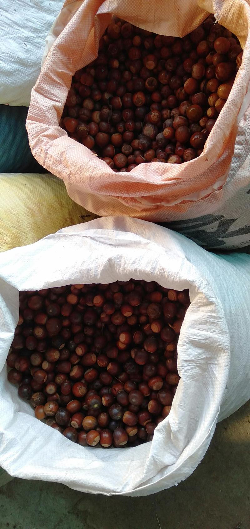 麻栎种子品种纯产地直供量大价优提供种植育苗技术