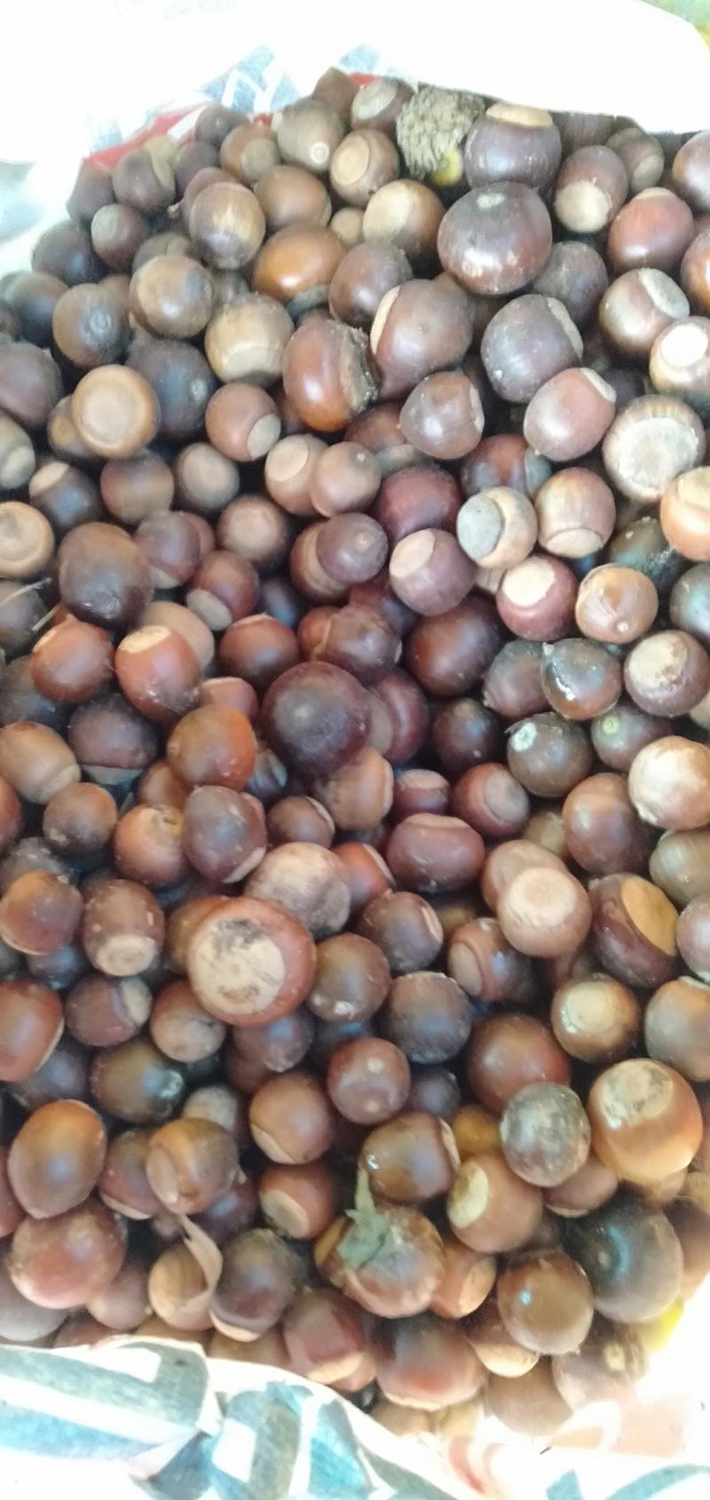 麻栎种子品种纯产地直供量大价优提供种植育苗技术