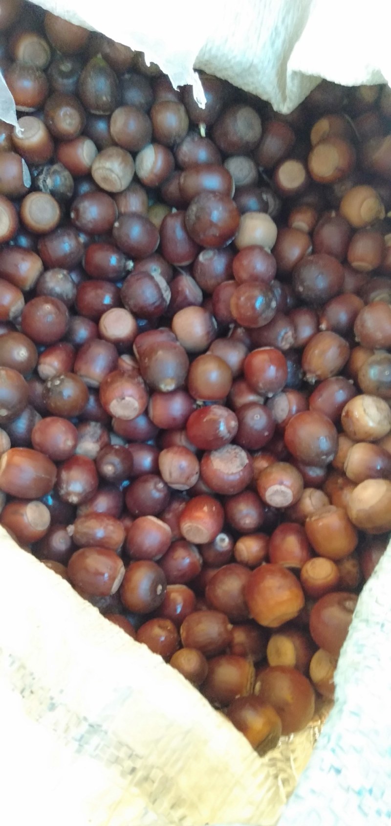 麻栎种子品种纯产地直供量大价优提供种植育苗技术