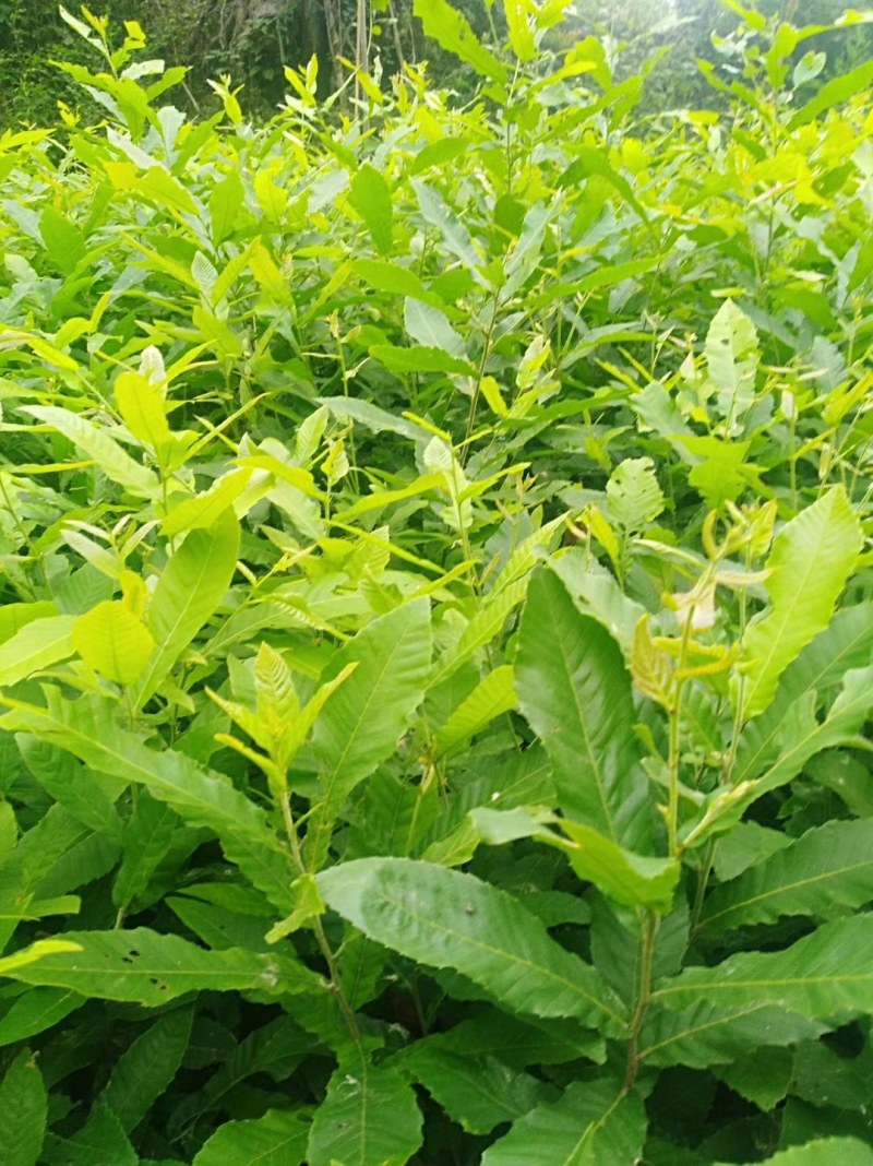 麻栎种子品种纯产地直供量大价优提供种植育苗技术