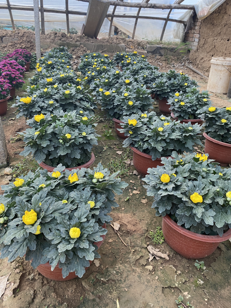菊花冬菊250号大盆