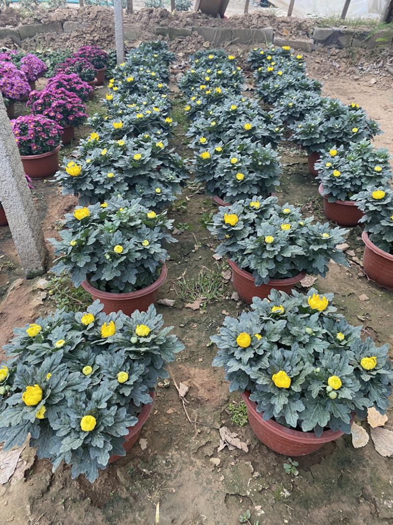 菊花冬菊250号大盆