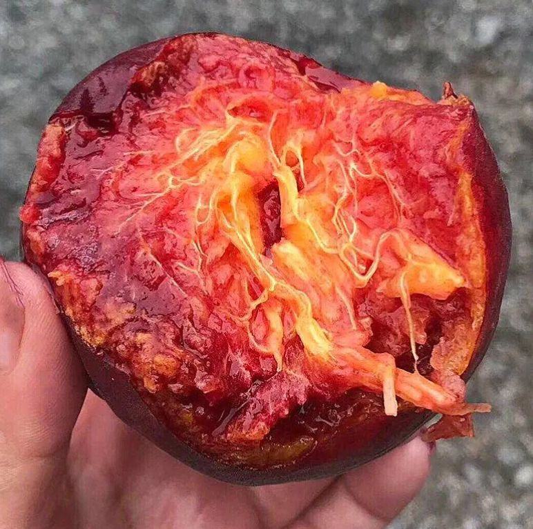 桃子的果实结构示意图