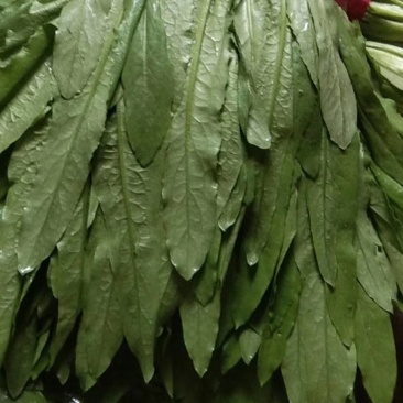 永年精品油麦菜可供应多种蔬菜供超市欢迎采购