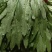 永年精品油麦菜可供应多种蔬菜供超市欢迎采购