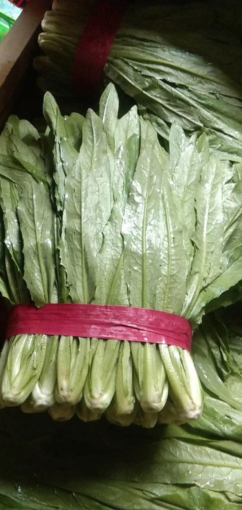 永年精品油麦菜可供应多种蔬菜供超市欢迎采购