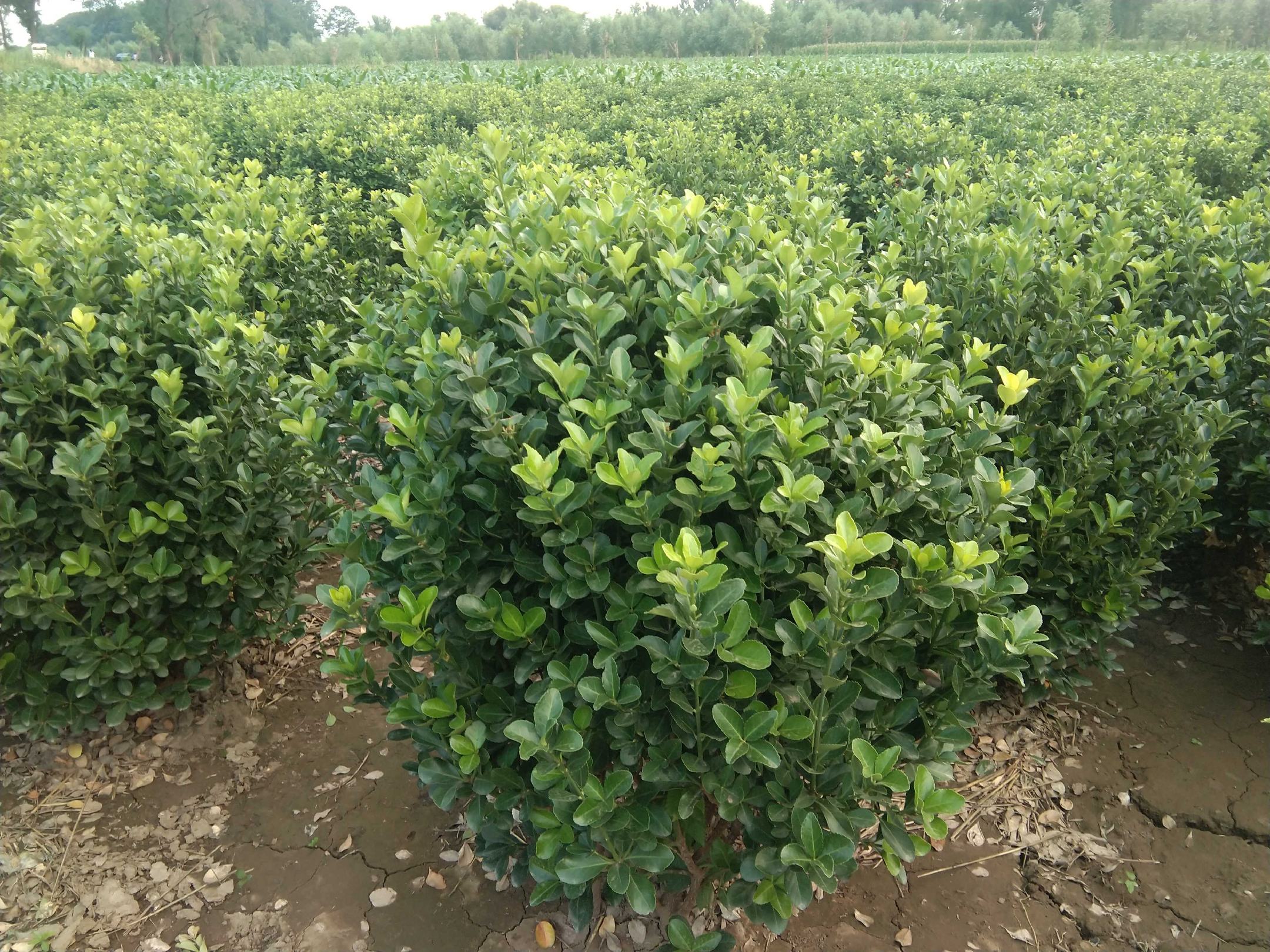 百合种球保存方法