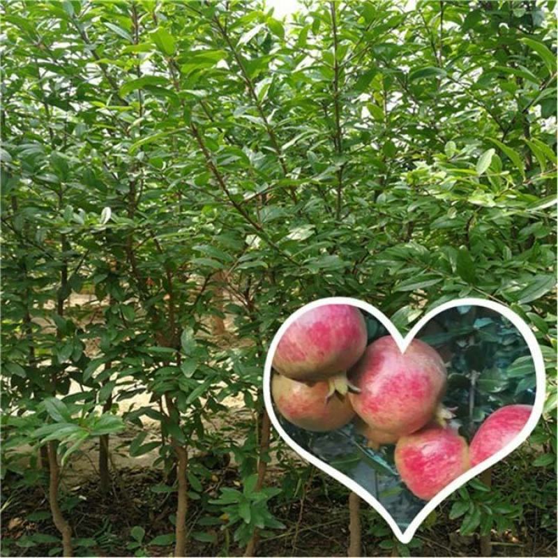 《精选》基地直供泰山红石榴突尼斯软籽石榴苗，包纯度代技术
