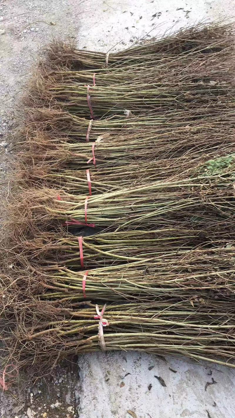 《精选》基地直供泰山红石榴突尼斯软籽石榴苗，包纯度代技术