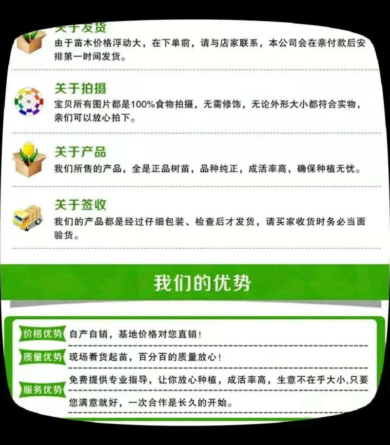 《精选》基地直供泰山红石榴突尼斯软籽石榴苗，包纯度代技术