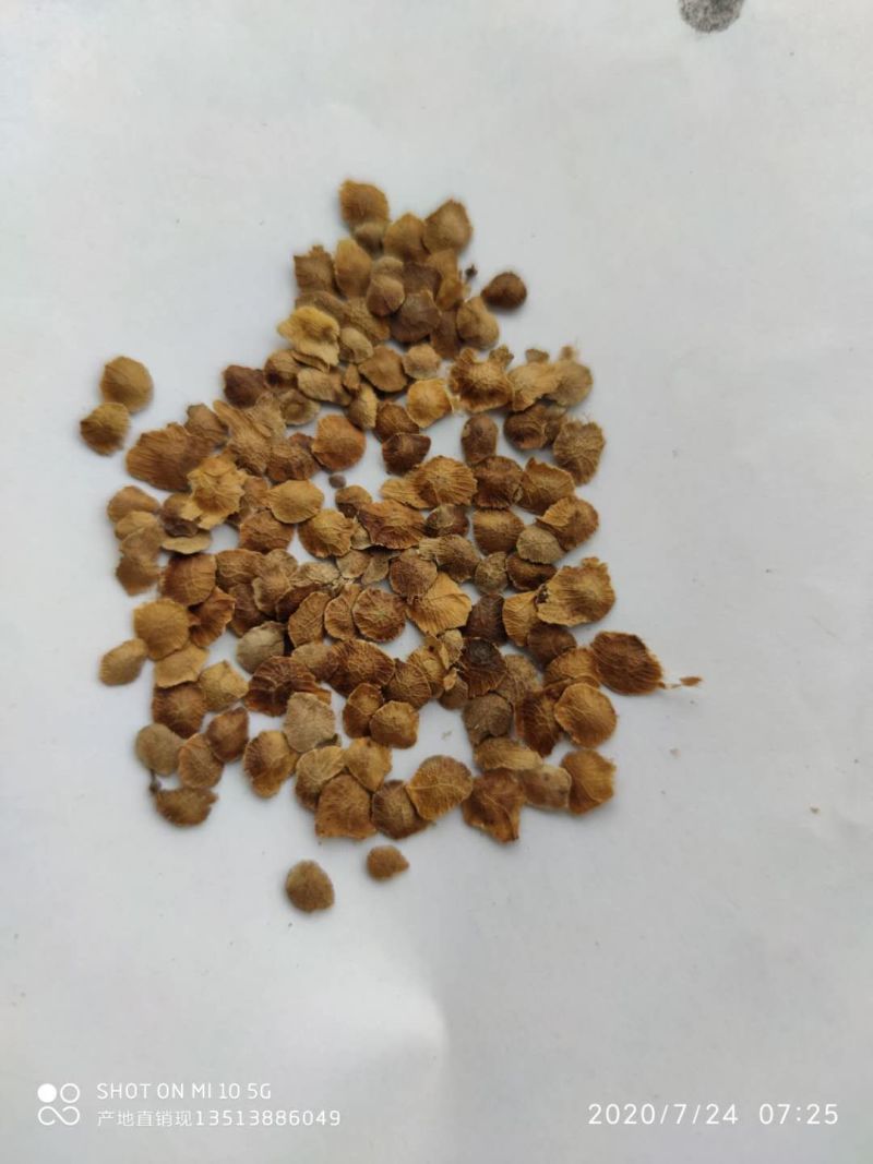 臭椿种籽自产自销产地直销现货直供低价批发产地
