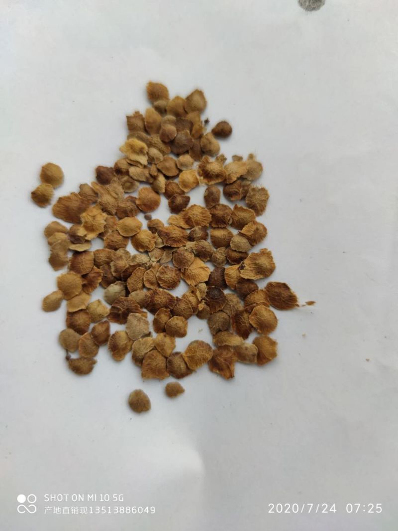 臭椿种籽自产自销产地直销现货直供低价批发产地