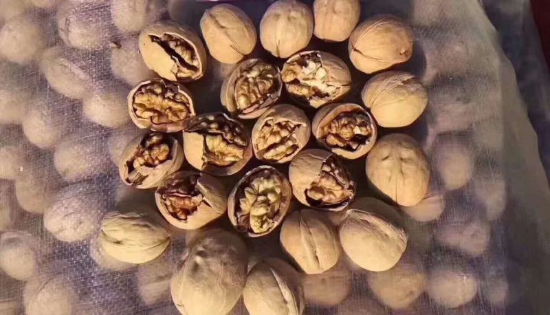新疆核桃麻子核桃现货供应下单秒发一手货源价格美丽