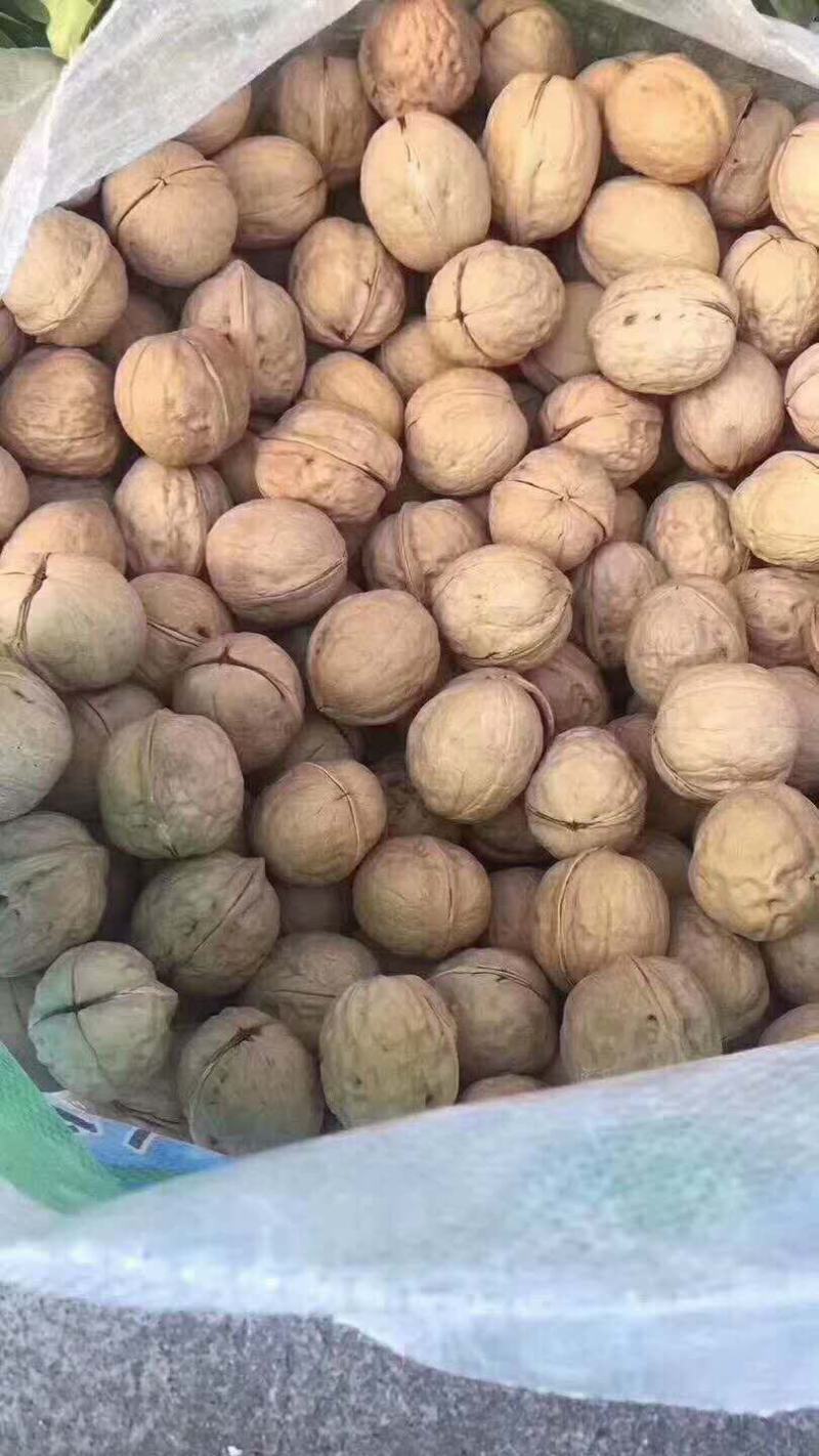新疆核桃麻子核桃现货供应下单秒发一手货源价格美丽