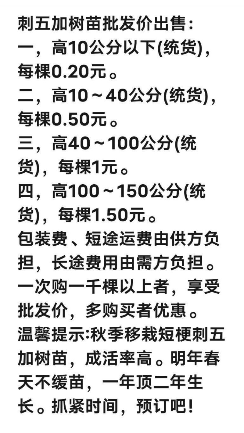 二年生刺五加（刺果棒、短梗刺五加）树苗