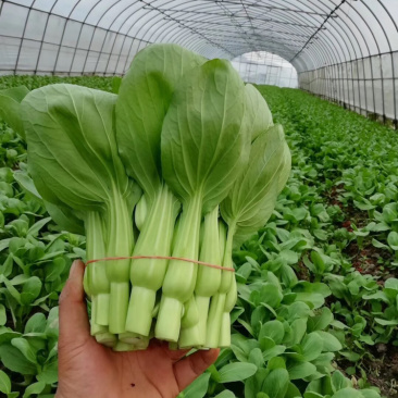 菜苔...可长期供货永不断货