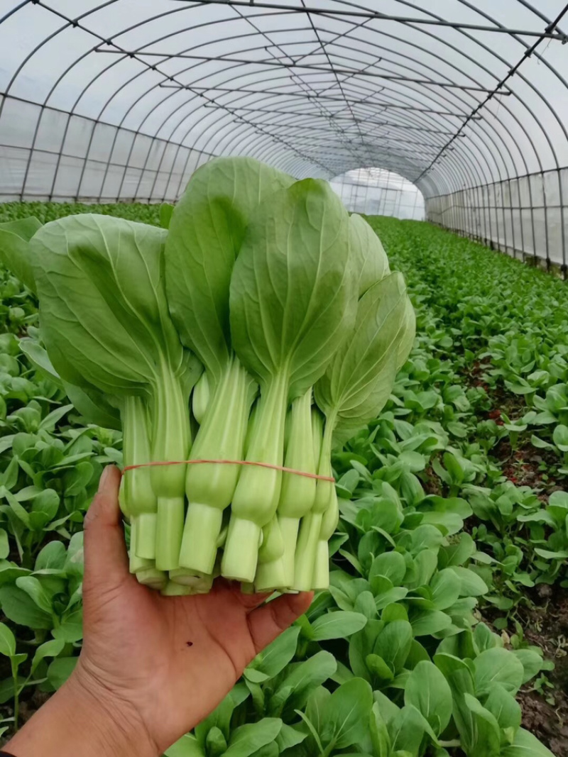 菜苔...可长期供货永不断货
