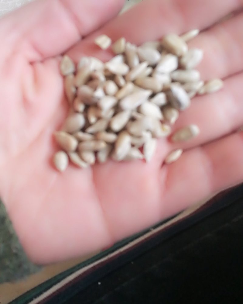 食品级葵花仁，炸油葵花仁，出油率高