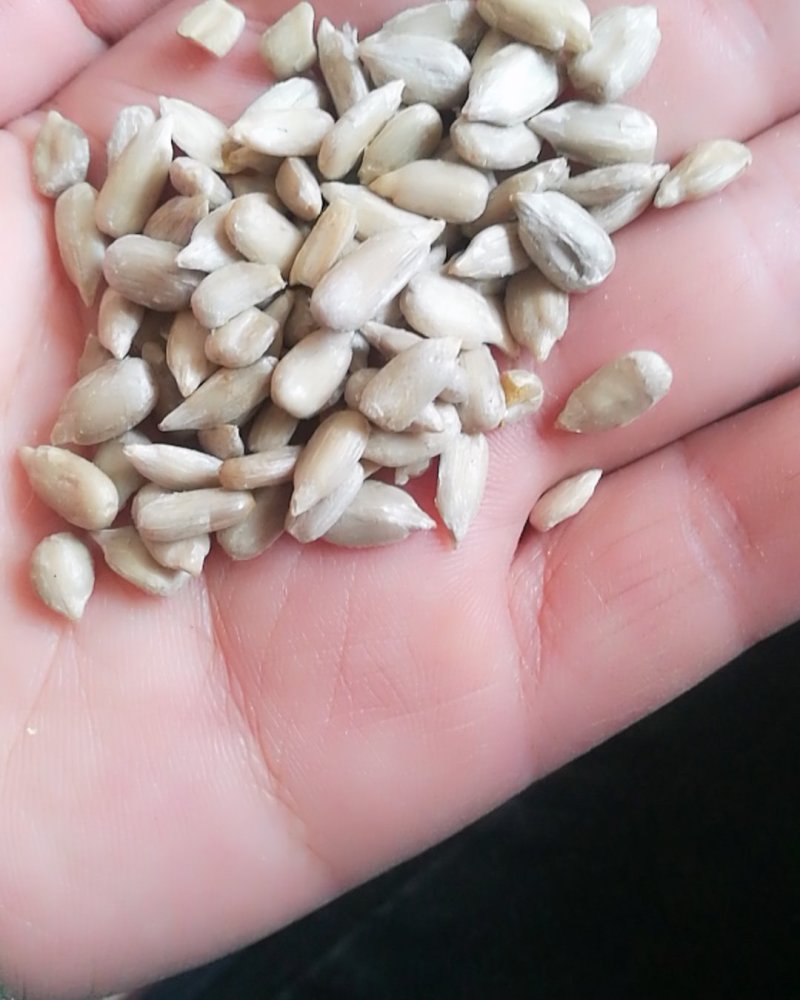 食品级葵花仁，炸油葵花仁，出油率高