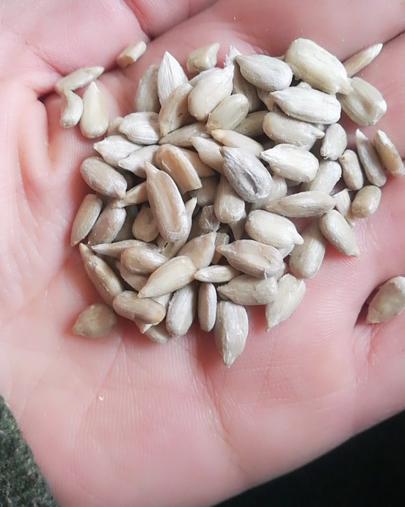 食品级葵花仁，炸油葵花仁，出油率高