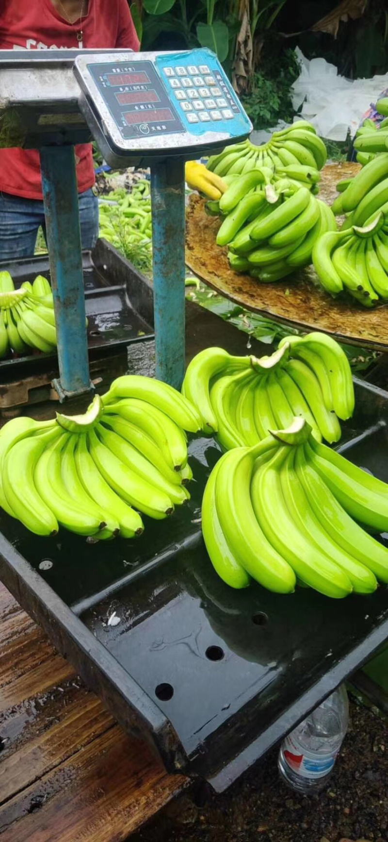 香蕉🍌香蕉🍌香蕉🍌大量现货供应