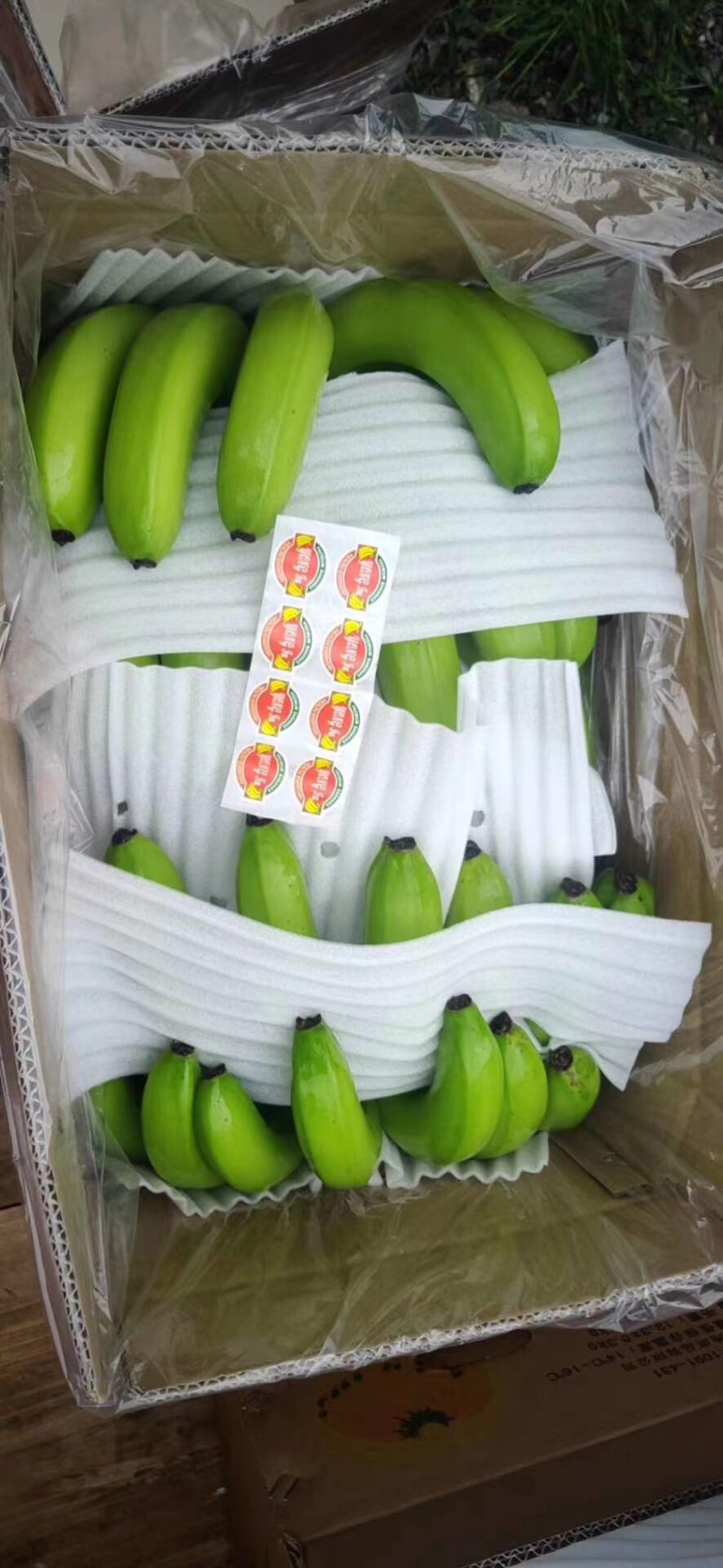 香蕉🍌香蕉🍌香蕉🍌大量现货供应