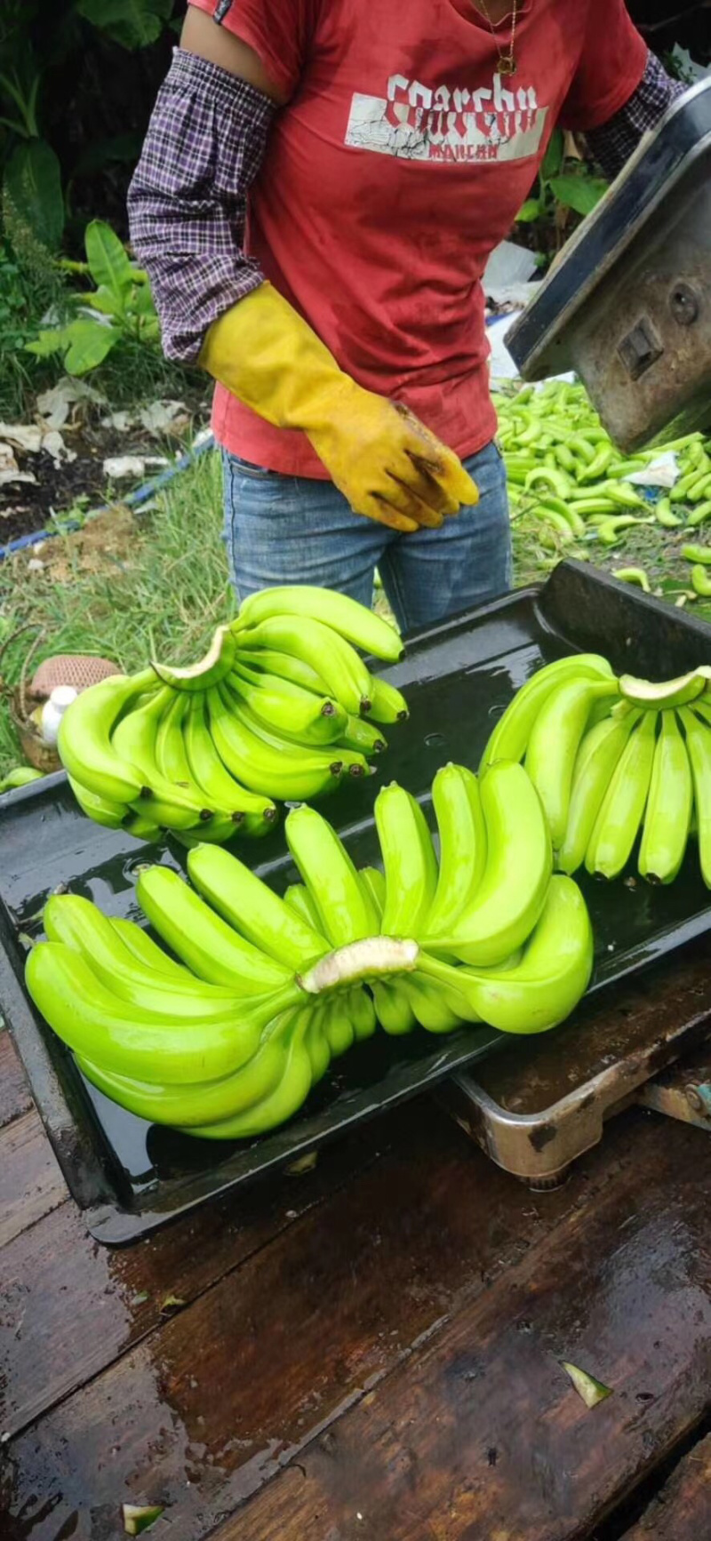 香蕉🍌香蕉🍌香蕉🍌大量现货供应