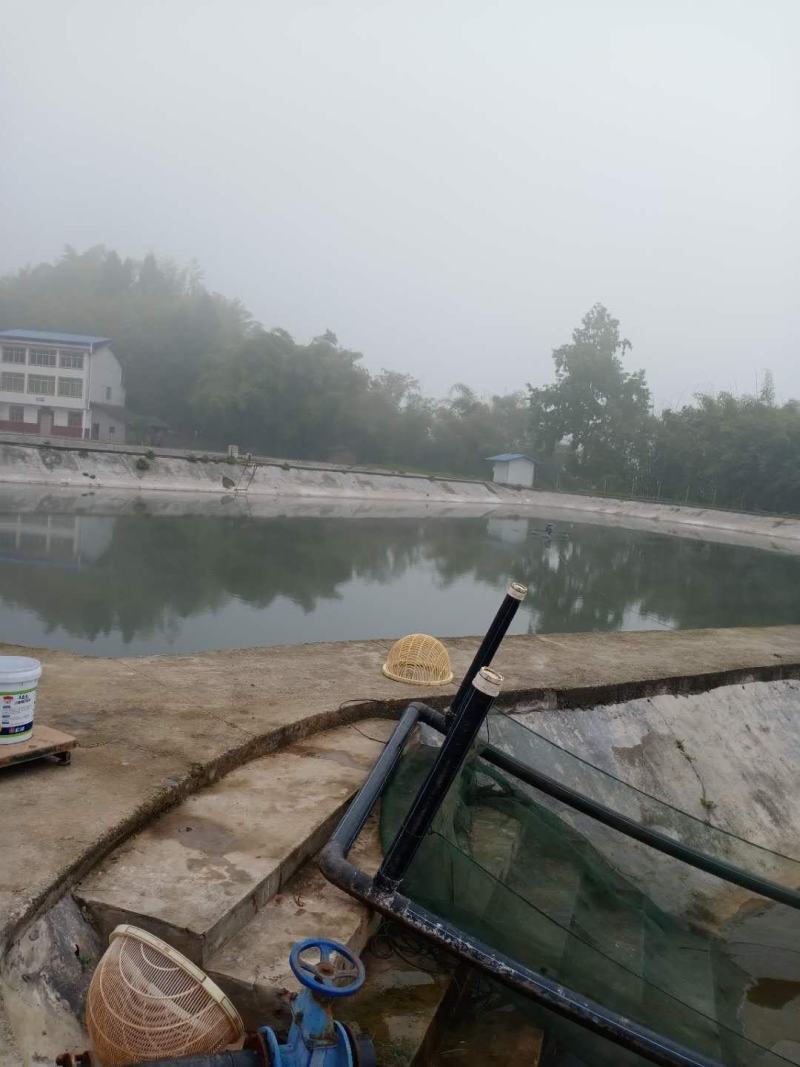 银鳕鱼苗，技术指导，直接运输，科学运输。保证成活率。