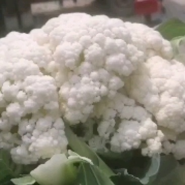新野有机花菜，新野诚信赢天下蔬菜专业社供，