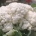 新野有机花菜，新野诚信赢天下蔬菜专业社供，