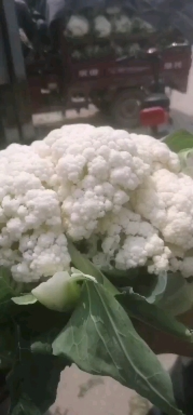 新野有机花菜，新野诚信赢天下蔬菜专业社供，