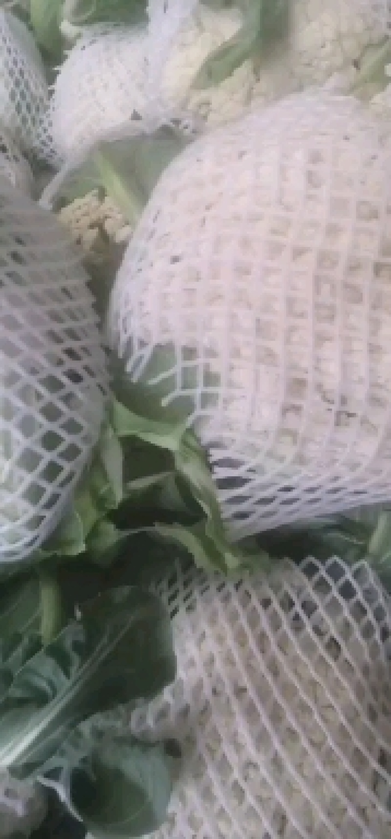 新野有机花菜，新野诚信赢天下蔬菜专业社供，