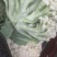 新野有机花菜，新野诚信赢天下蔬菜专业社供，