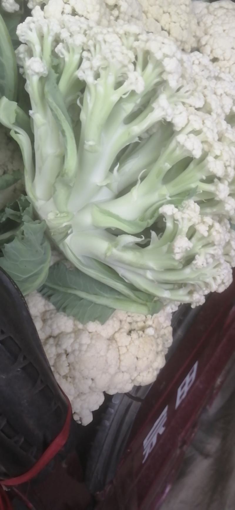 新野有机花菜，新野诚信赢天下蔬菜专业社供，