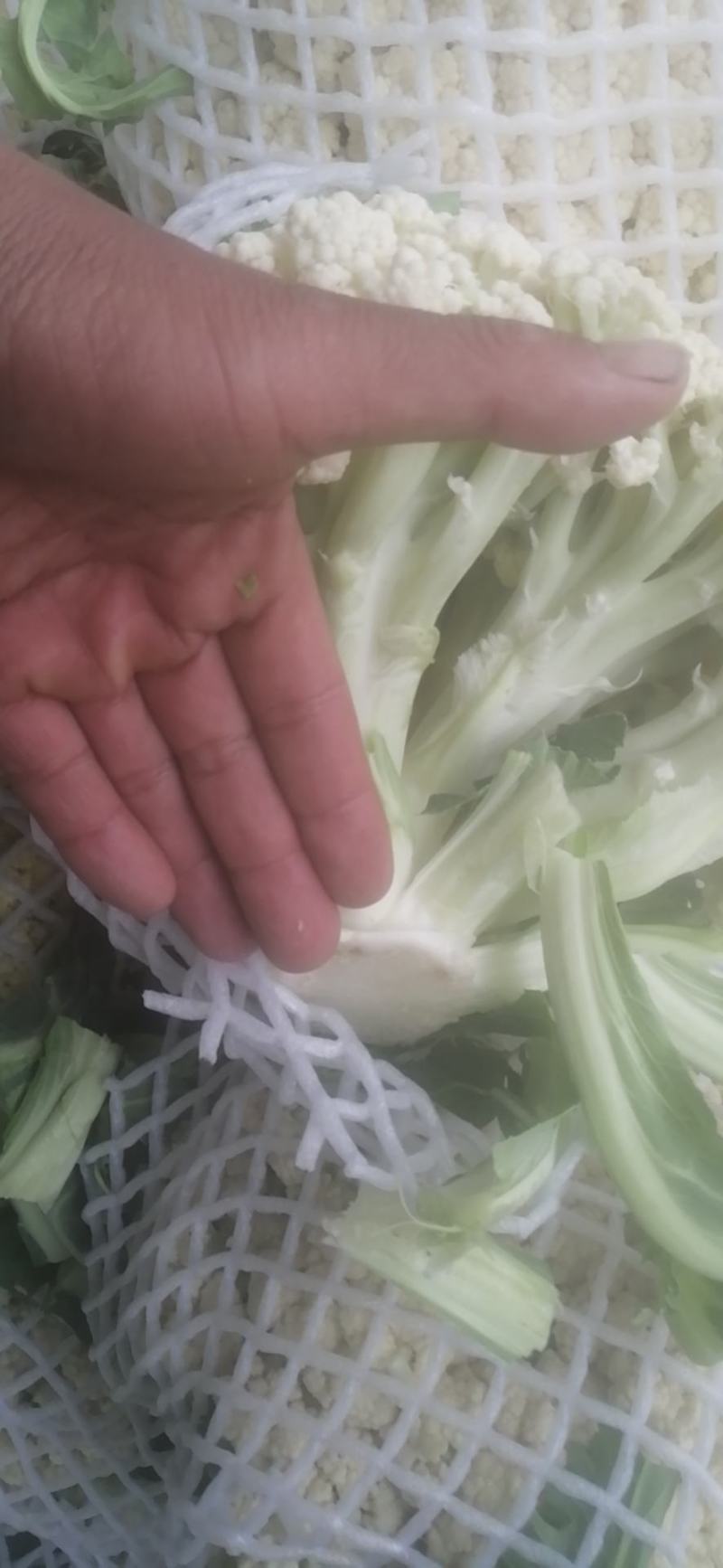 新野有机花菜，新野诚信赢天下蔬菜专业社供，