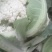 新野有机花菜，新野诚信赢天下蔬菜专业社供，