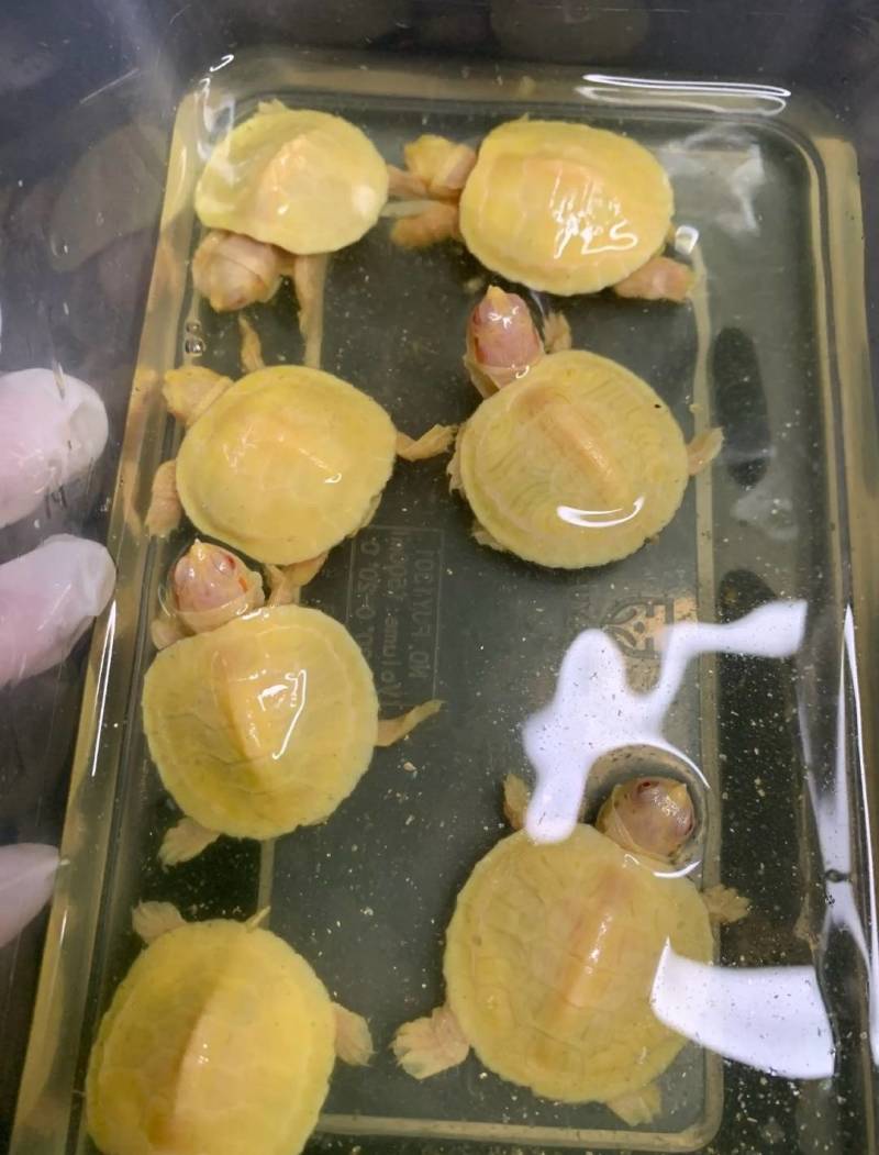 巴西龟，金钱，金粉，白化