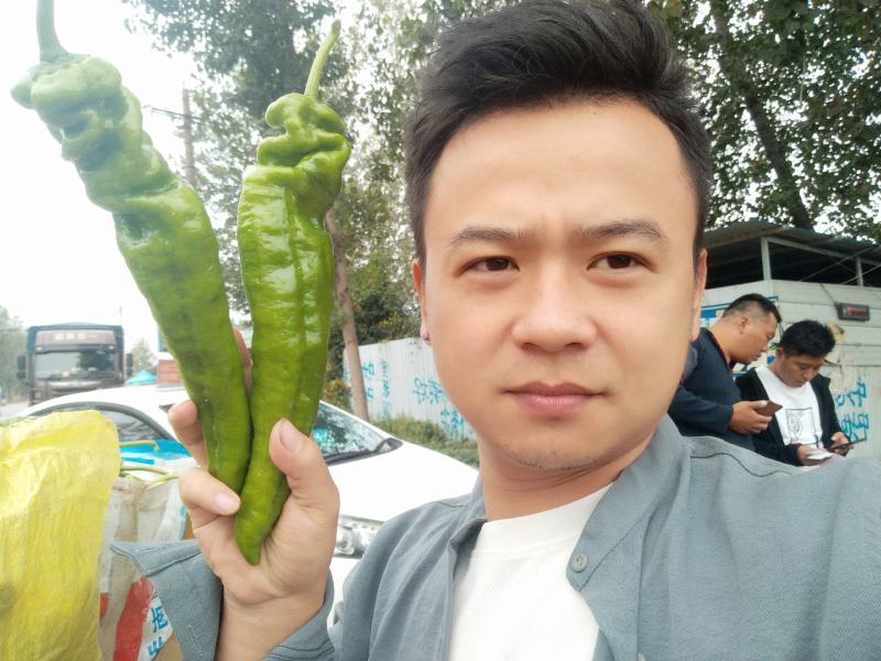 夏邑精品鲜辣椒，301辣椒河南产地直发全国
