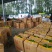 夏邑精品鲜辣椒，301辣椒河南产地直发全国